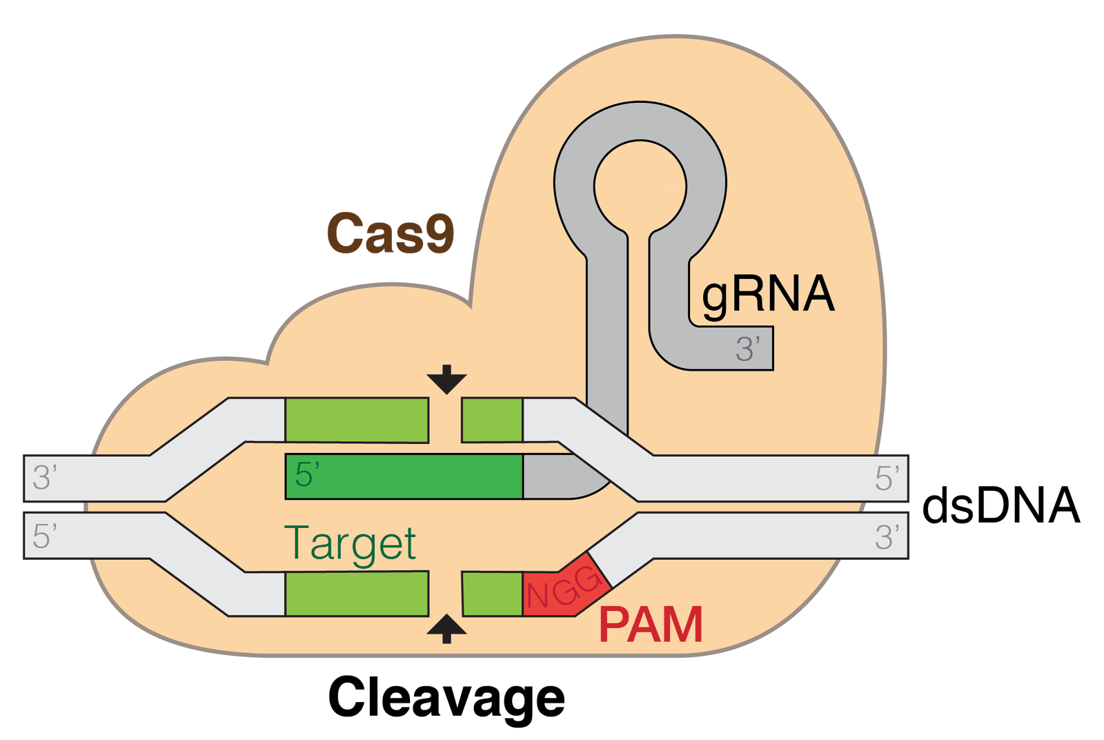 CRISPR: Genetik Düzenlemenin Geleceği